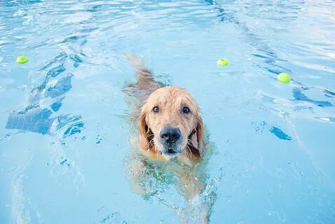 Dog swim