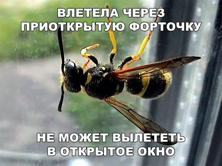 Как выгнать осу из квартиры