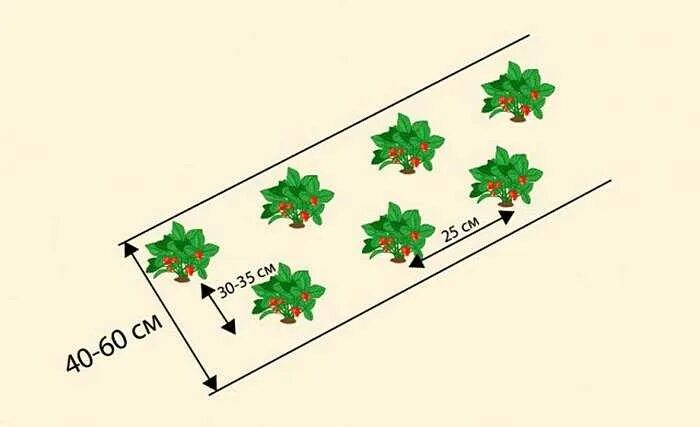 Расстояние грядок клубники. Клубника схема посадки в открытый грунт. Схема посадки клубники весной в открытый грунт. Клубника схема посадки двухстрочная. Схема посадки земляники в открытом грунте.