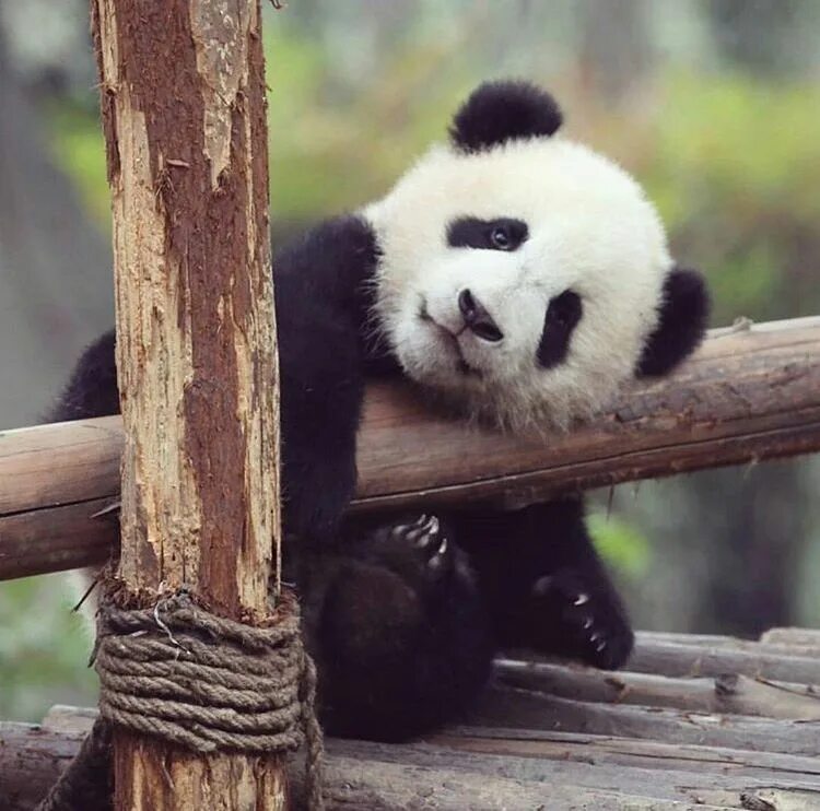 Милые пандочки. Милая Панда. Красивые пандочки милые. Прикольная Панда. Картинка милой панды