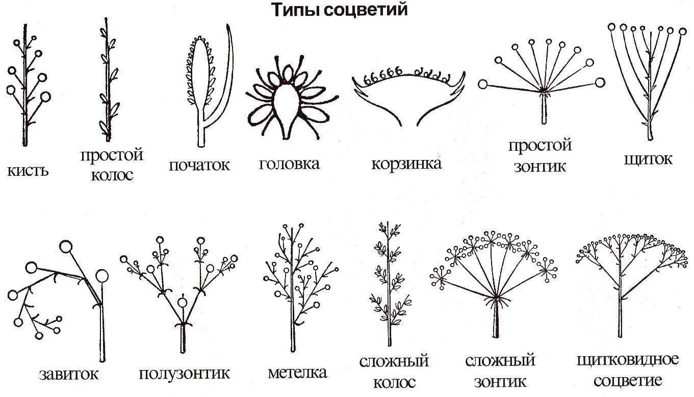 Соцветия покрытосеменных растений. Схема типов соцветий. Щитковидная метелка соцветие. Соцветие кисть и метелка.