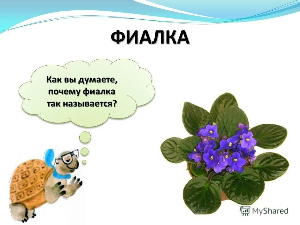 как вы думаете почему зеленые