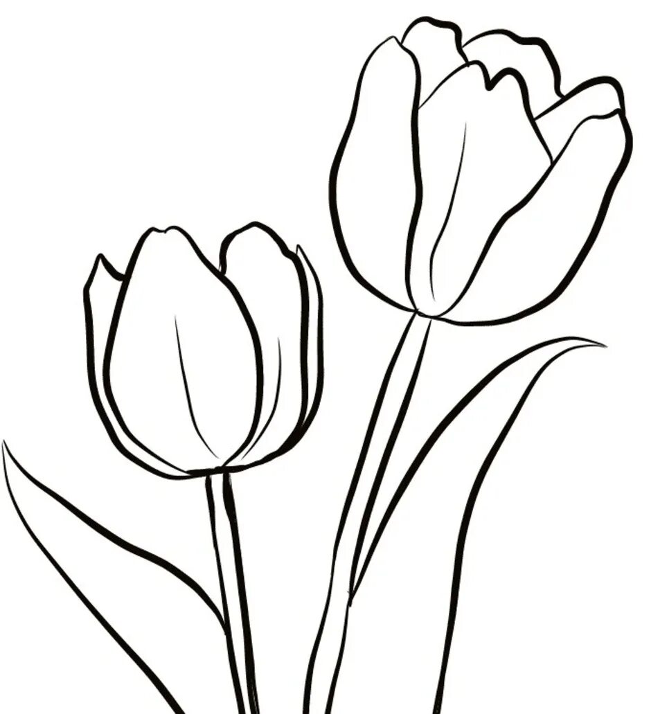 Тюльпаны рисунок. Рисование тюльпанов. Тюльпаны карандашом для срисовки. Цветы карандашом для срисовки тюльпаны. Нарисовать рисунок тюльпаны