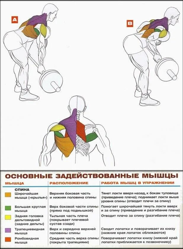 Как прокачать спину в домашних условиях. Упражнения для накачки трапециевидных мышц спины. Прокачка широчайшей мышцы спины гантелями. Упражнения для прокачки широчайших мышц спины штангой. Прокачка крыльев штангой.