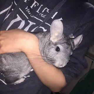 Вес шиншиллы