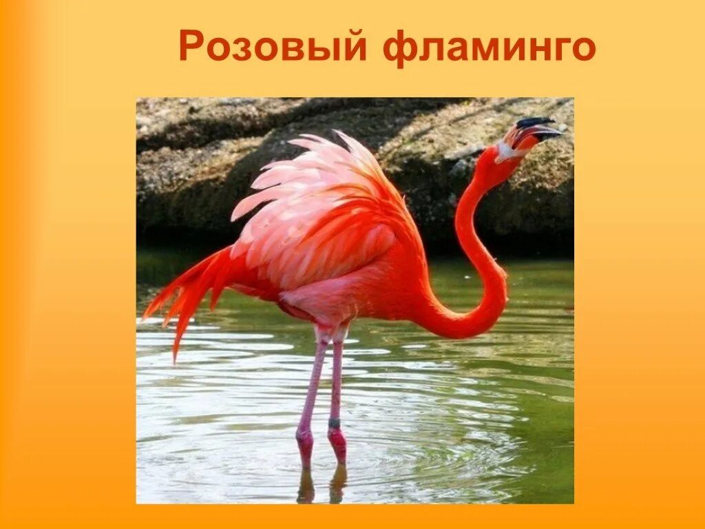 Розовый фламинго значение