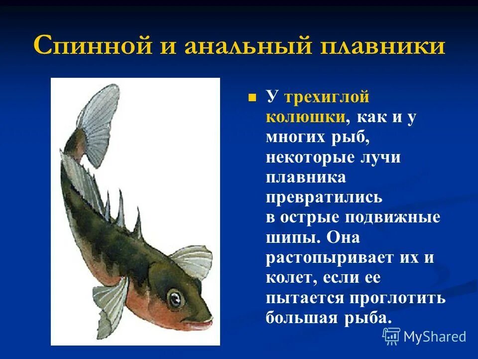 наружное строение костной рыбы. окунь хрящевая или костная рыба. окунь хрящевая или костная рыба. репродуктивная система костных рыб. строение рыбы окунь.
