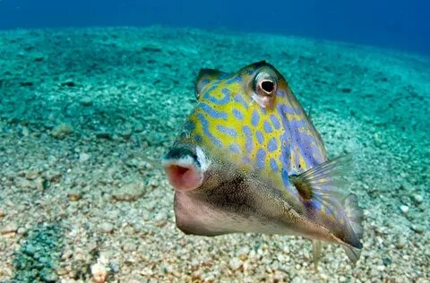 Fishes friend