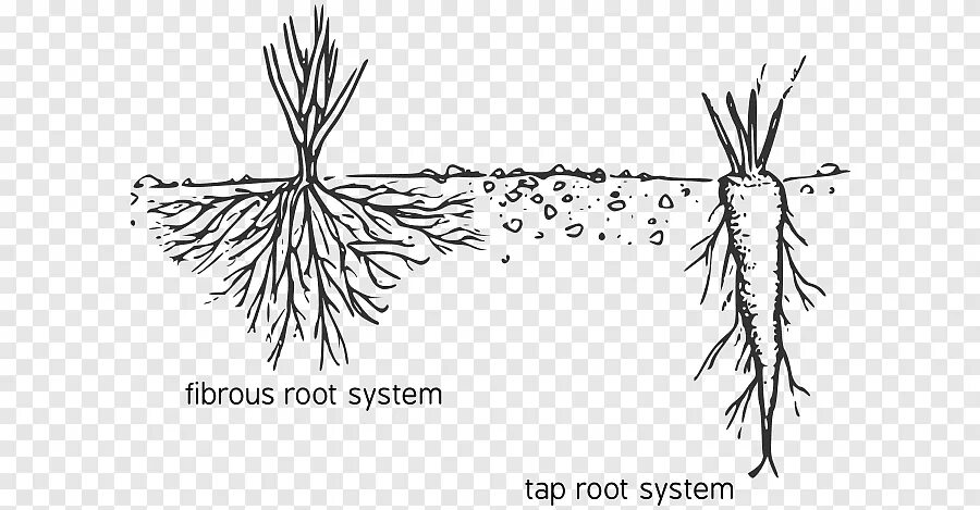 Root threads