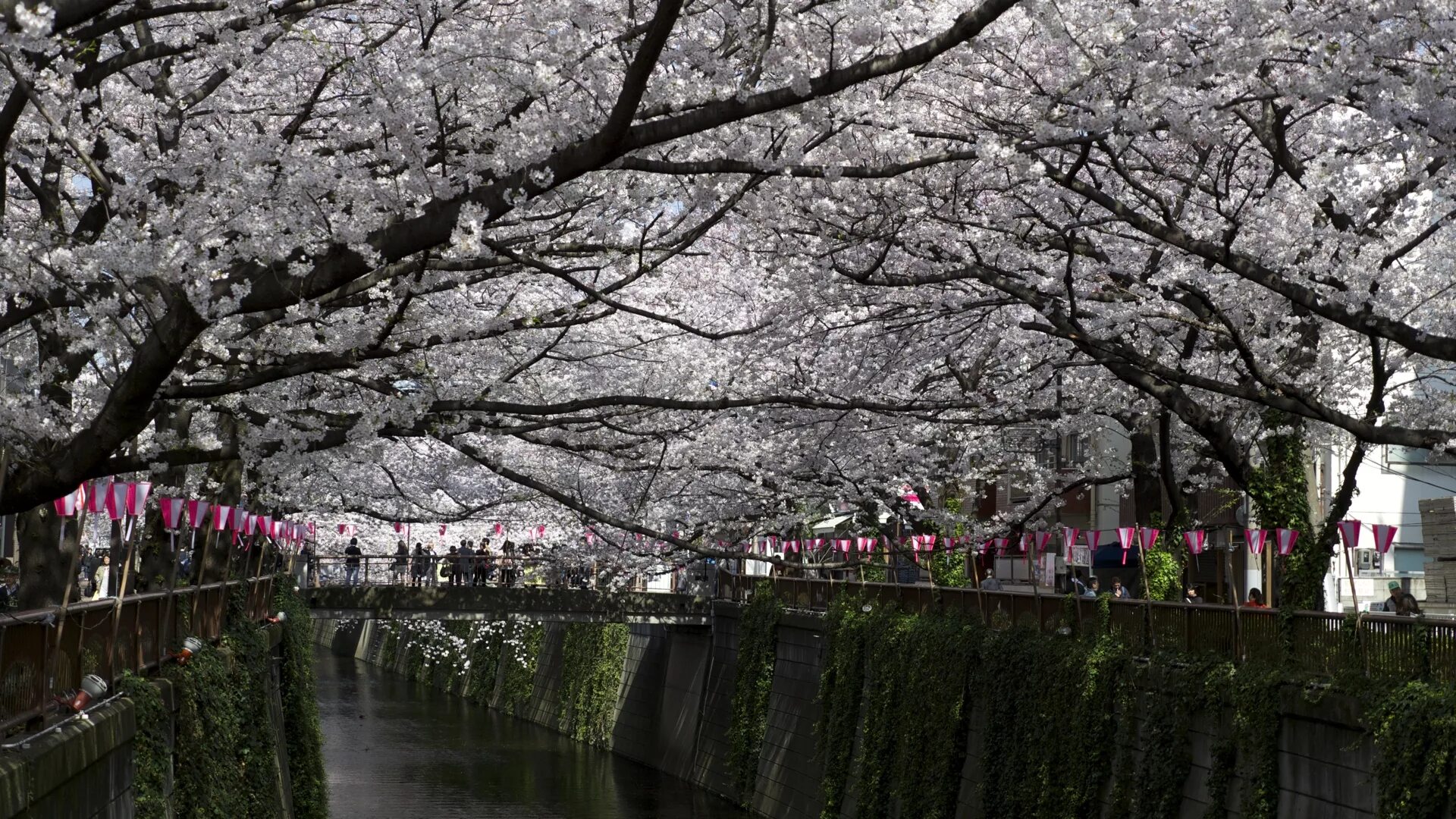 Йокогама Япония цветение Сакуры. Сеул Сакура. Токио Сакура. Цветение Сакуры в Японии Токио.