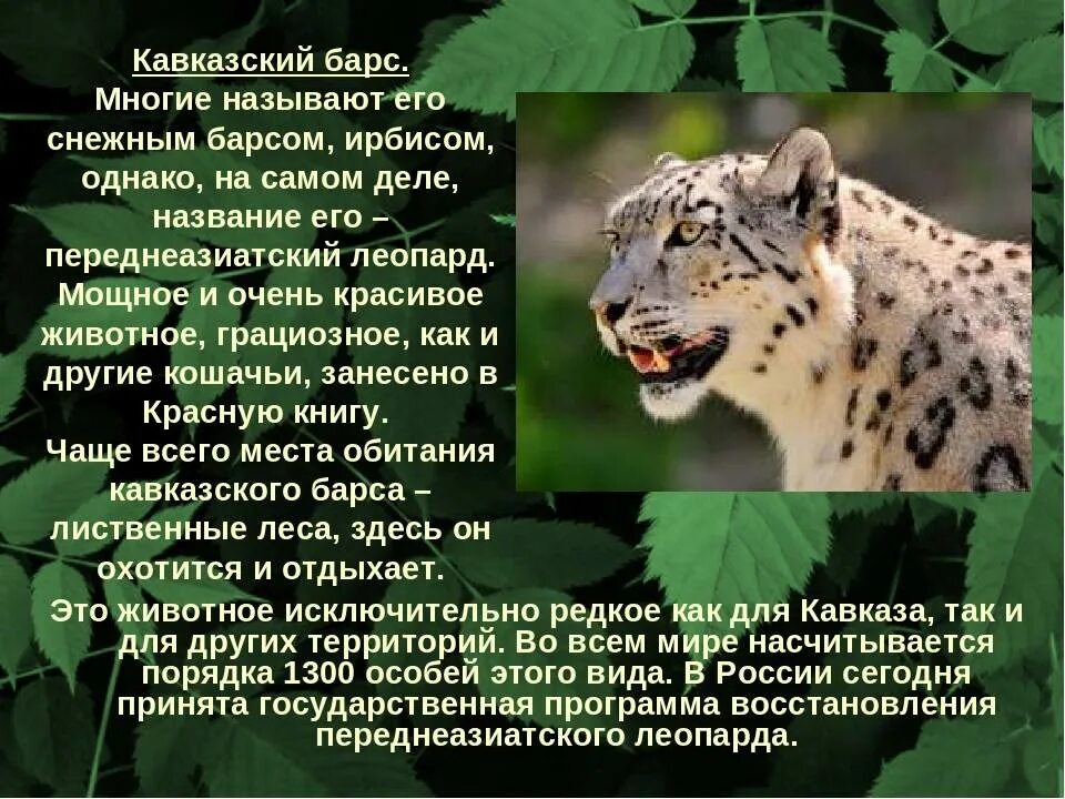 Сообщение о животном краснодарского края. Животные красной книги краснодарского края. животные краснодарского края занесённые в красную кни. хищники красной книги. животные красной книги краснодарского края доклад.