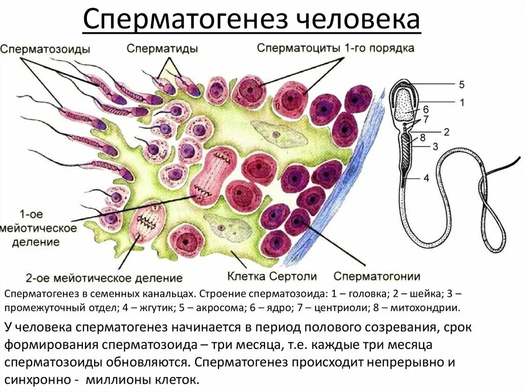 Сперматоцита i порядка