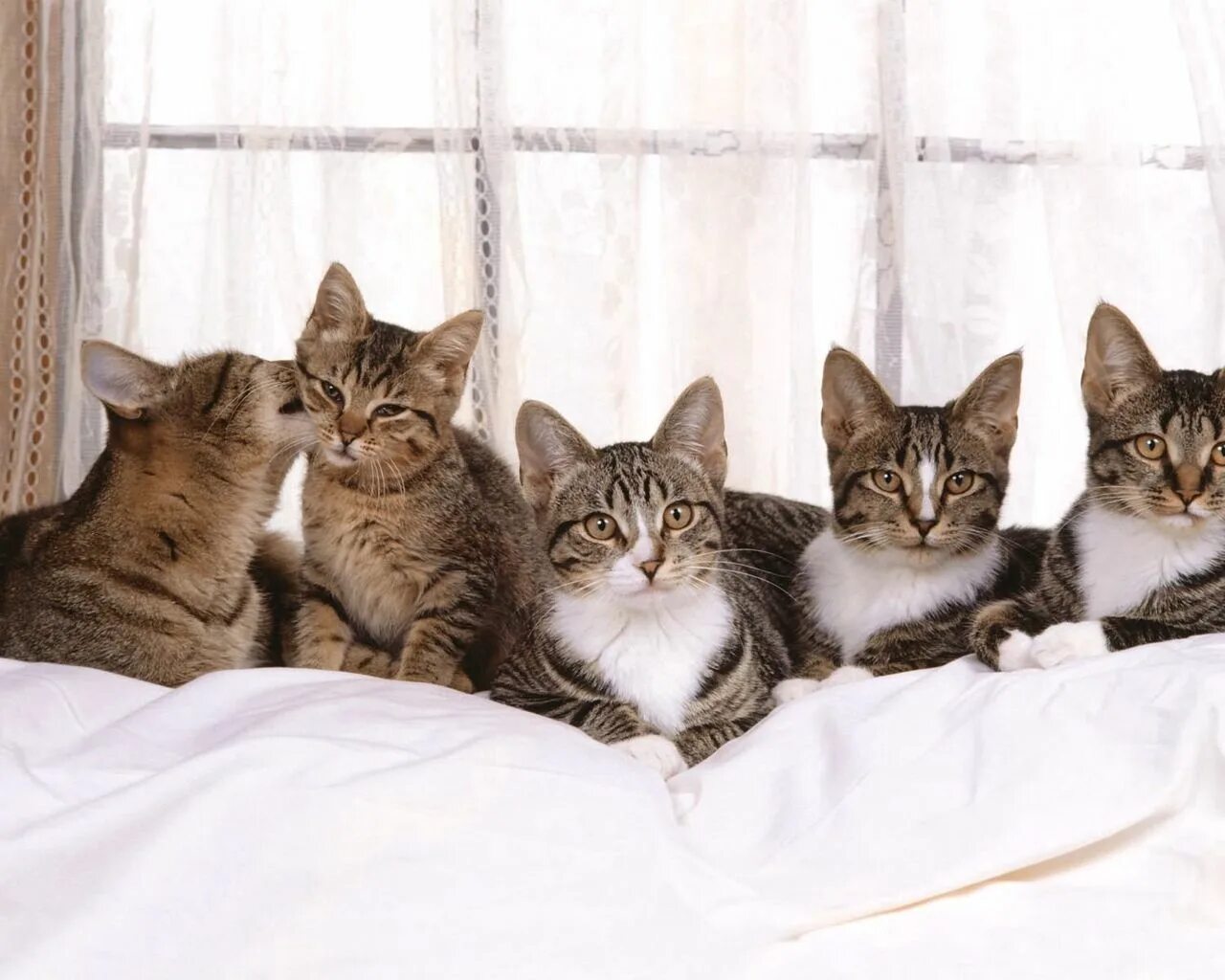 Котики команда. Четыре котенка. Группа про кота. Группа кошек. Группа про кота.