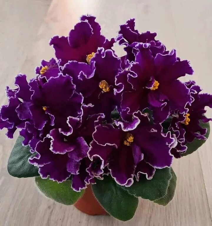 NEW 2014 African violets, Live plants, Plants