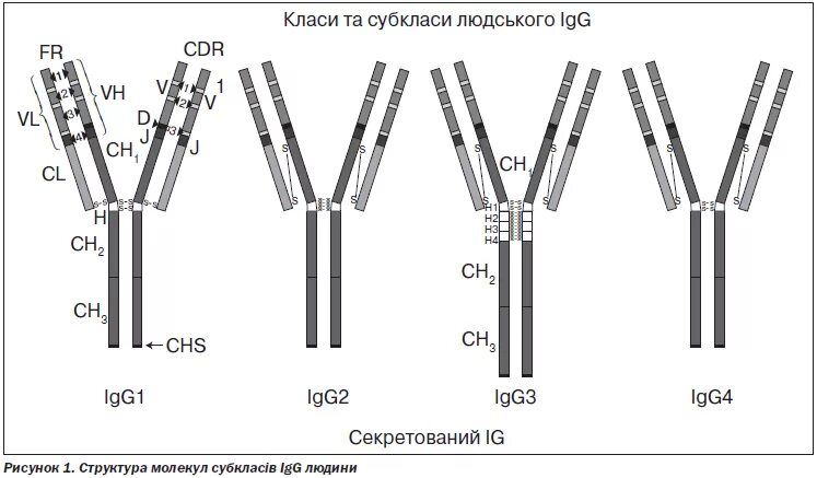 Иммуноглобулины iga igm igg. Иммуноглобулин g4 (igg4). Иммуноглобулины g1 и g2. Иммуноглобулин g1 g2 g3 g4. IGM антитела строение.