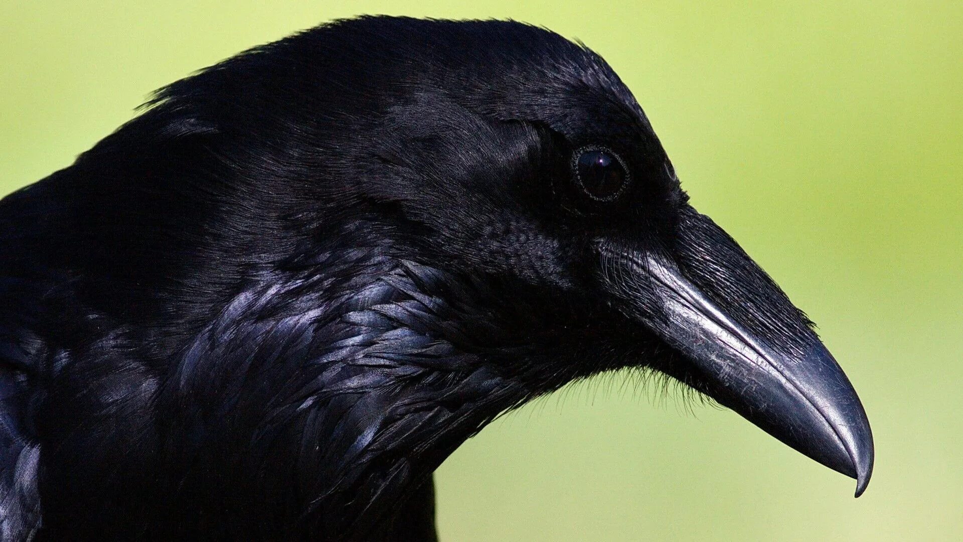 Грач фото птицы. Грач и ворона птица. Дальневосточный грач. Корвус карга. Грач перелетная птица.