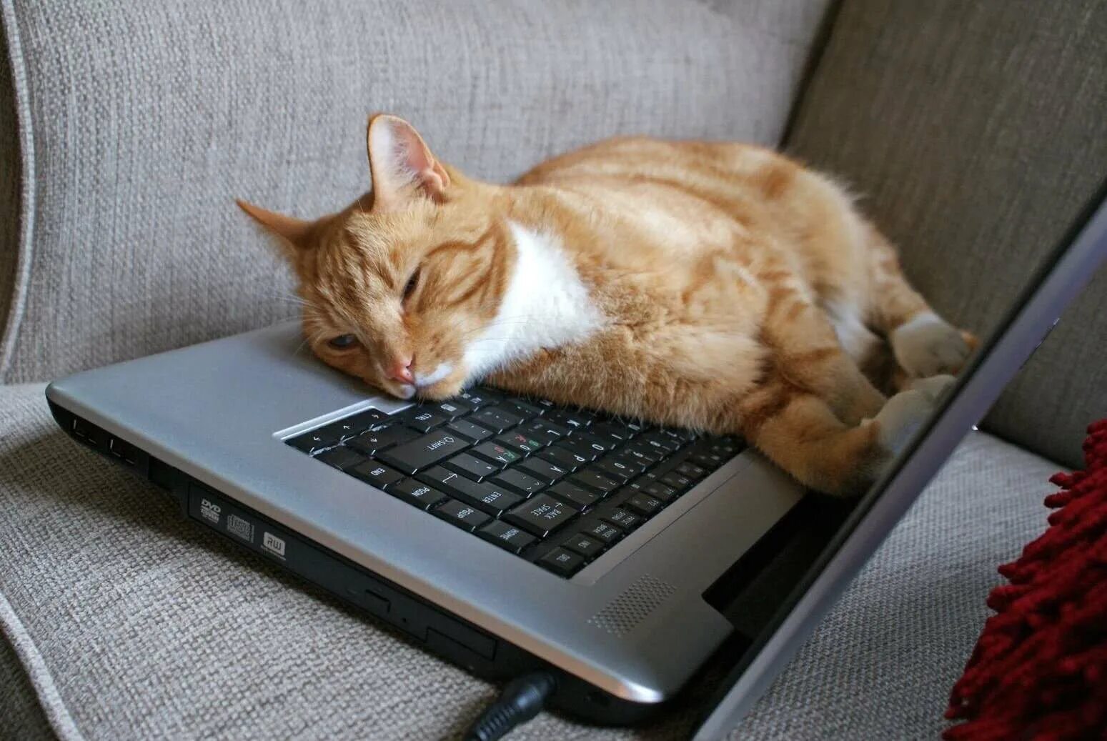 Кот на клавиатуре. Котенок на клавиатуре. Кошка и компьютер. Кот устал.