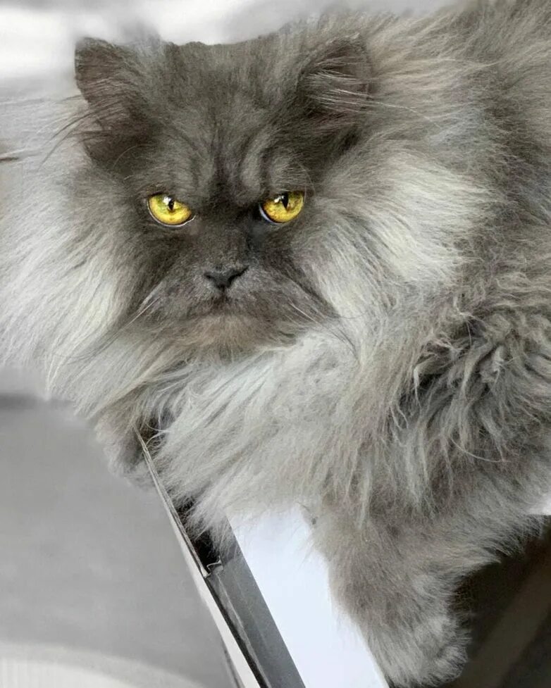 Как называется злой кот. Злой кот. Злые коты. Селкирк рекс альберт. Порода рэгдолл.