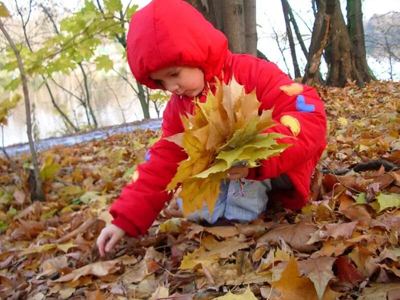 В какое время собирают листья. Дети собирают листья. сбор листвы осенью. собирание осенних листьев. дети собирают листья осенью.