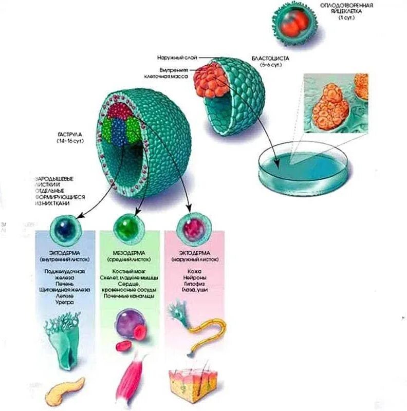 1 стволовые клетки. 1)Эмбриональные стволовые клетки -. Виды эмбриональных стволовых клеток. Фетальные стволовые клетки. Строение эмбриональной клетки.