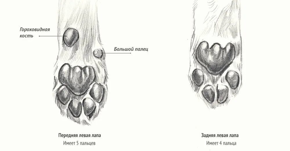 Пальцы у собак на передних лапах. Строение передних лап у кошек. Анатомия кошачьей лапы передней. Строение лапы кота передней. Строение задней лапы кошки.