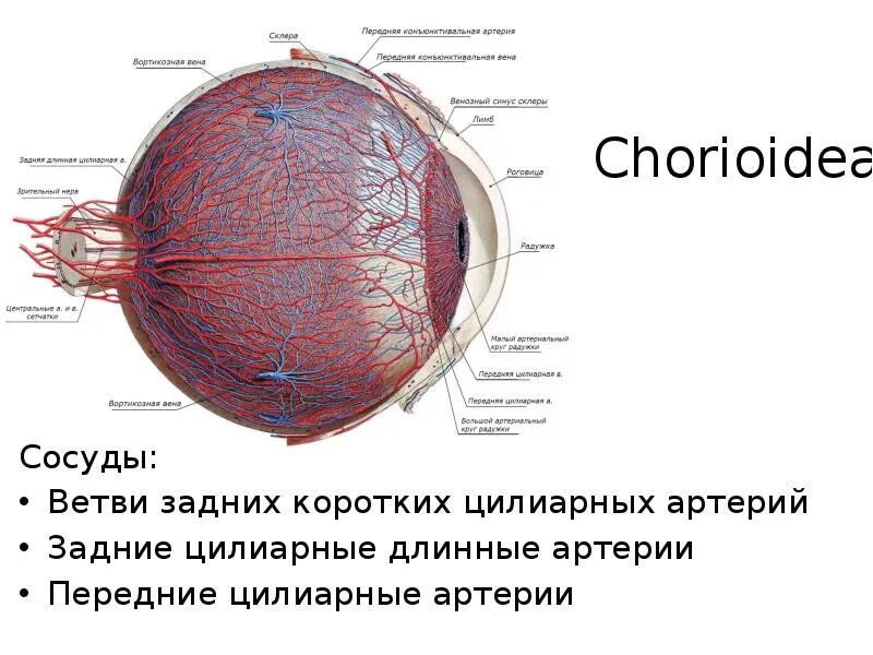 Ветви глазной артерии кровоснабжение. Короткая задняя ресничная артерия. Задние цилиарные артерии. Кровоснабжение сетчатой оболочки. Сосудистая оболочка глаза хориоидея.