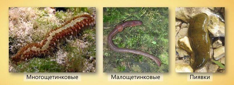 Плоские круглые и кольчатые черви. Тип кольчатые черви класс малощетинковые. Многощетинковые малощетинковые пиявки. Малощетинковых кольчатых червей. Кольчатые черви класс многощетинковые.