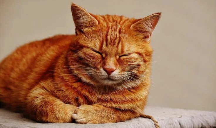 Пин от пользователя Мария Косарева на доске КОТИКИ... Оранжевые кошки, Оранжевый