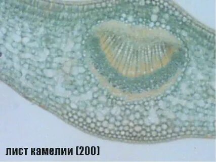 Лист камелии под микроскопом лабораторная работа