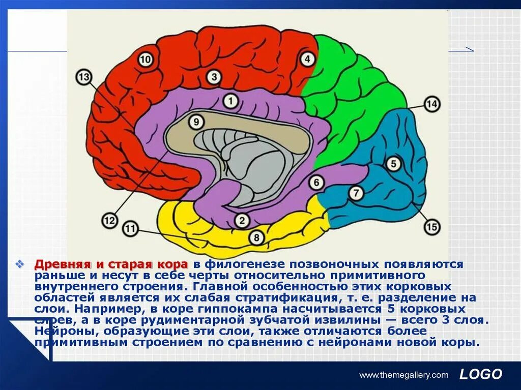 Извилины мозга центры. Извилины головном мозге медиальная поверхность. Медиальная поверхность полушария конечного мозга. Большой мозг правое полушарие медиальная поверхность. Медиальная поверхность коры больших полушарий головного мозга.