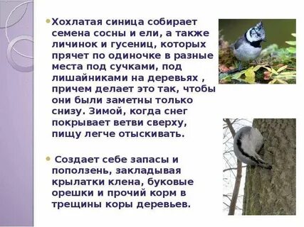 Какая птица помогает
