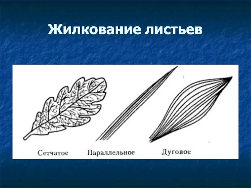 Сетчатое жилкование. Дуговое жилкование листовой пластинки у. Типы жилкования листьев сетчатое параллельное дуговое. Типы жилкования листа сетчатое. Дуговое жилкование листьев.