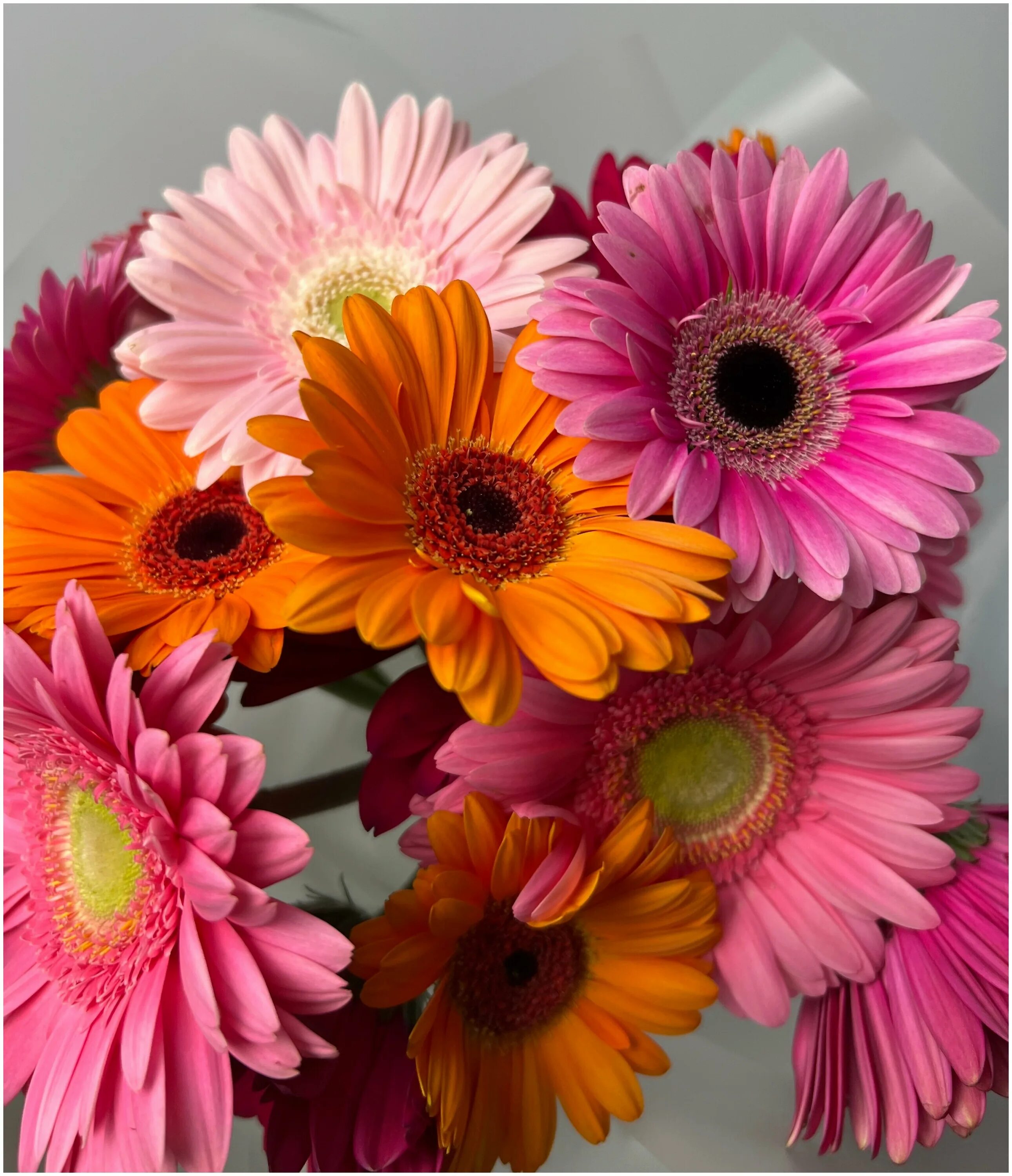 сколько стоят герберы. сколько стоят герберы. гербера мариатта. букет "герберы и ромашки". монобукет из гербер.