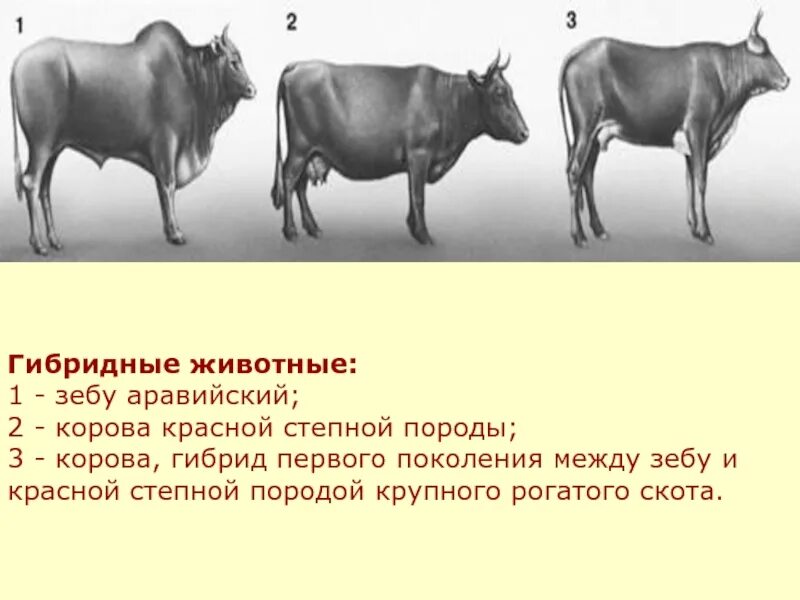 Характеристика селекции животных. Аравийский зебу. селекция животных.