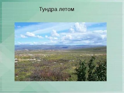 Зона тундры задания