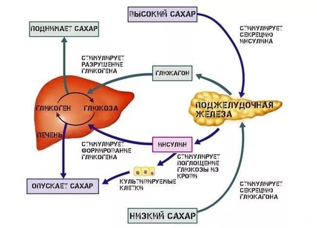 Схема механизма действия инсулина и глюкагона. Схема выработки инсулина в организме человека. Органы мишени инсулина и глюкагона. Механизм активации ферментов поджелудочной железы схема.