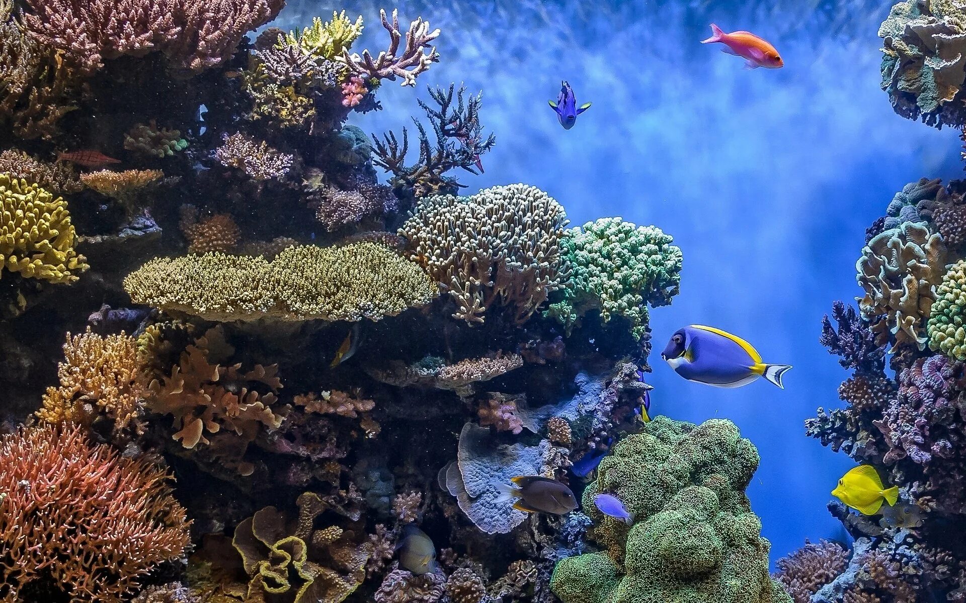 Коралловый риф сафага. Хорошего морского дна. Подводный риф красного моря. На морском дне. Морские глубины.
