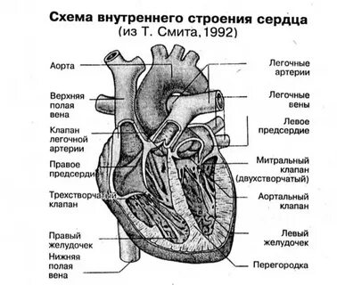 Сердце картинка егэ