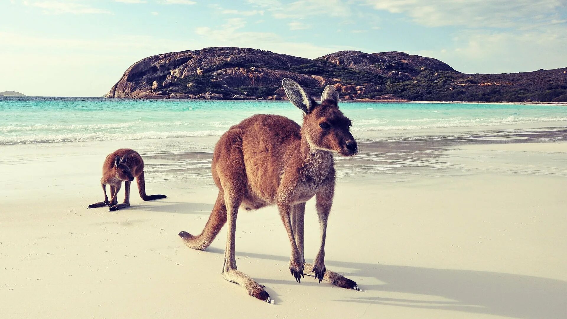 Австралия природа кенгуру. Кенгуру на пляже в австралии. Австралия тоже. Южная австралия кенгуру. Остров кенгуру (залив сент-винсент).