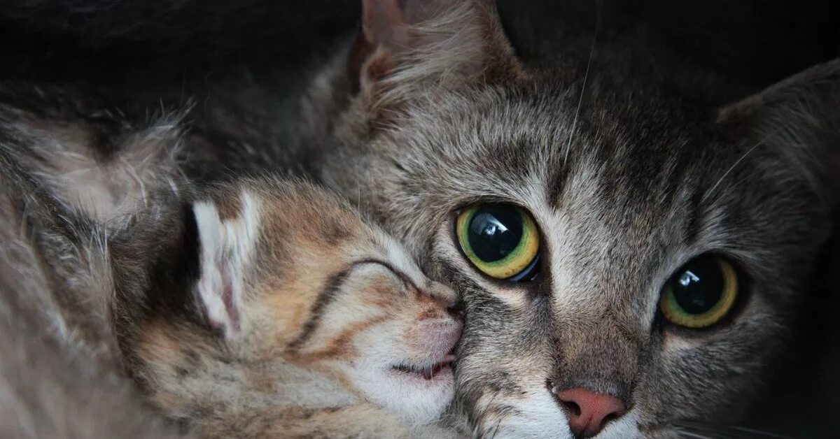 Кошка с котятами. Кошки для мема. Мама кошка и котенок. Мама кошка и котенок. Кошка с котятами.