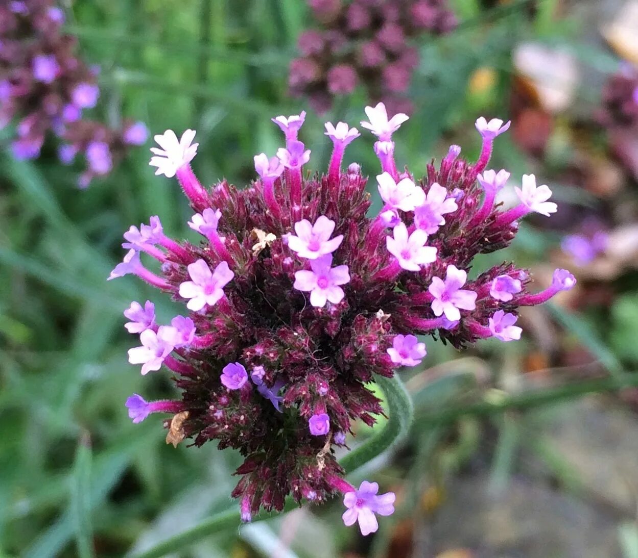 Вербена. Вербена лекарственная трава. Вербена лекарственная (Verbena officinalis). Песчаная Вербена. Вербена магазин