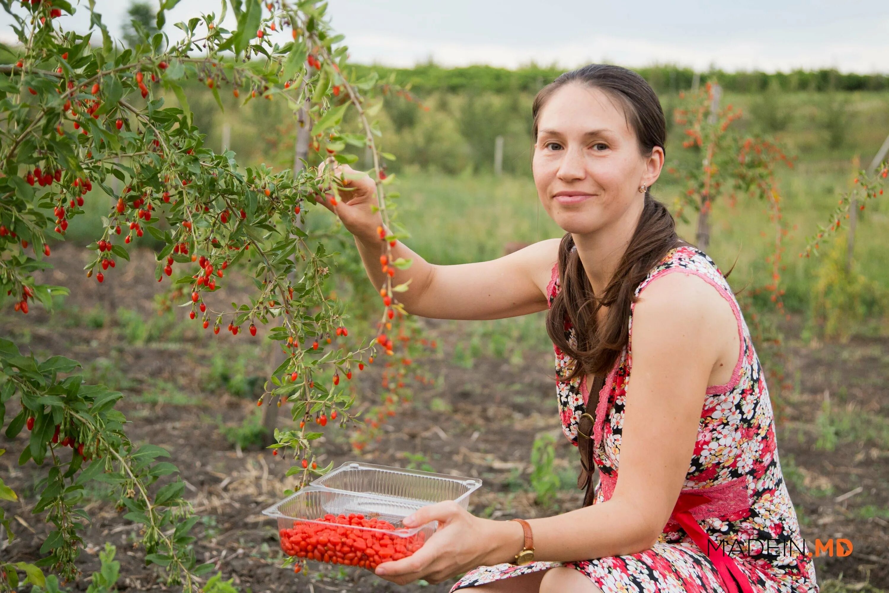 сбор фруктов. подработка ягоды. подработка ягоды. сбор клубники. совхоз имени ленина сбор клубники.