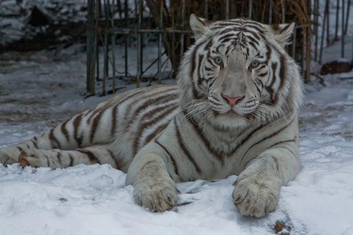 Какой тигр белый. Белый тигр. "Белый тигр" Овсянников. Белый тигр Грозный. Полярный тигр.