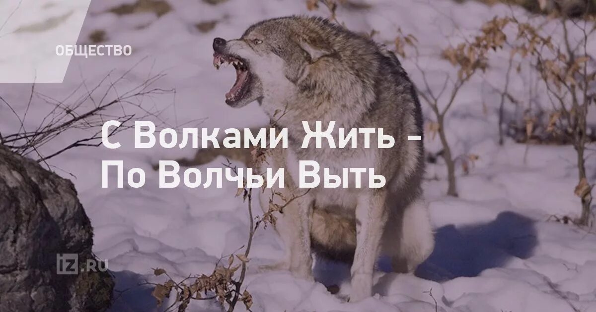 С волками жить все. С волками жить по Волчьи выть. С волками жить. С волками жить по Волчьи. Среди Волков жить по Волчьи выть.