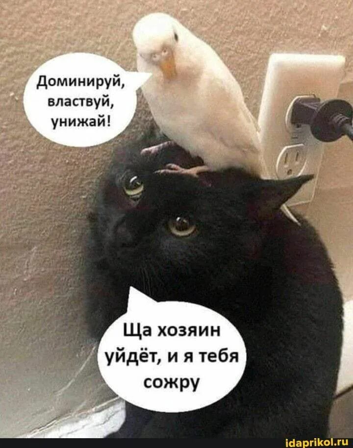 Властвует подчиняется