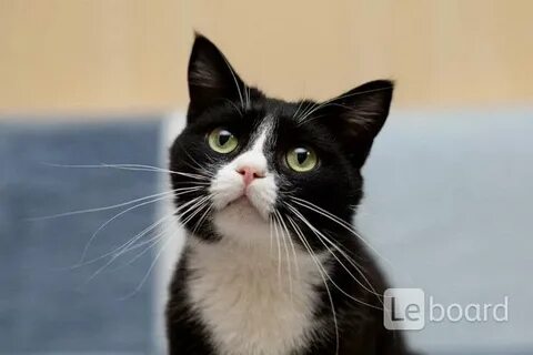 Алиса найди котика