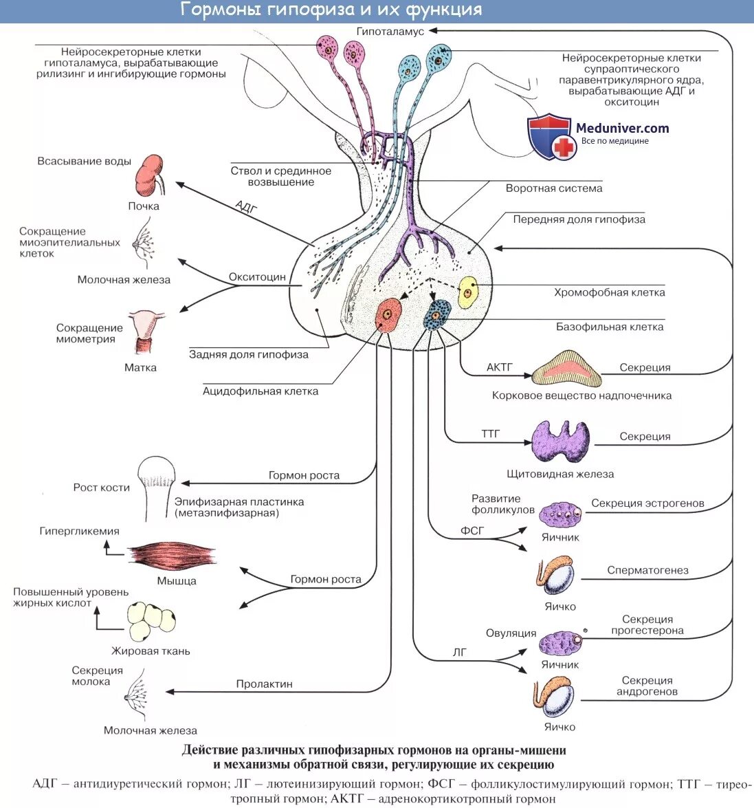 Гипофиз влияние гормона. Гормоны гипоталамо-гипофизарной системы таблица. Гормоны и органы мишени схема физиология. Структура гипоталамо-гипофизарной системы. Аденогипофиз гормоны функции.