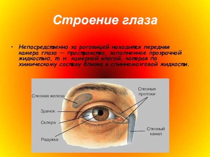 Передние и задние камеры глаза. Передняя камера глаза анатомия. Передняя камера глаза. Передняя камера глаза что это. Строение глаза задняя водянистая камера.