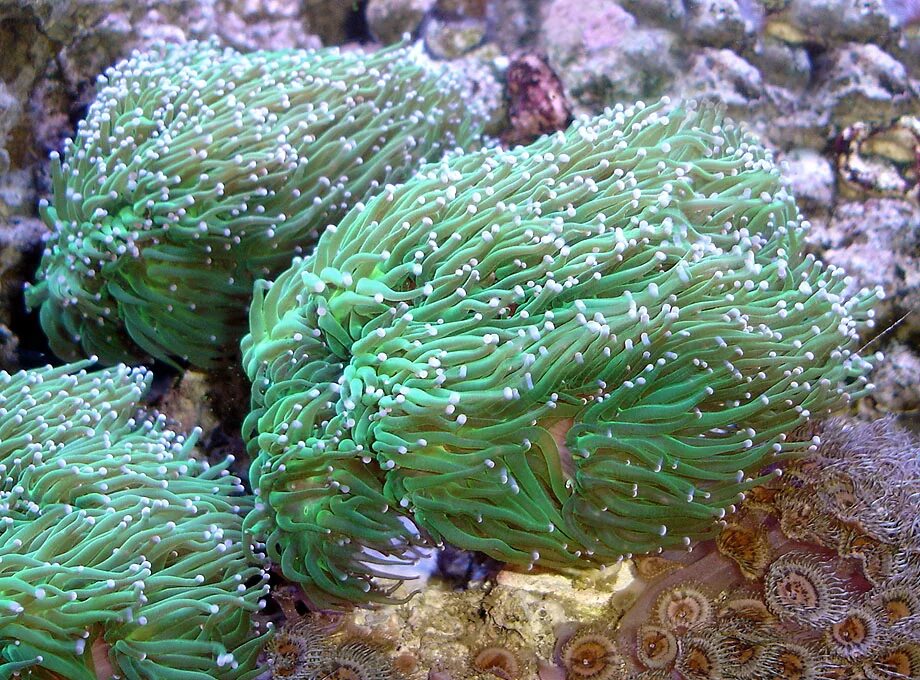 Euphyllia glabrescens. Эуфилия коралл. Эуфилия коралл. Коралл эуфилия факельная. Эуфилия факельная.