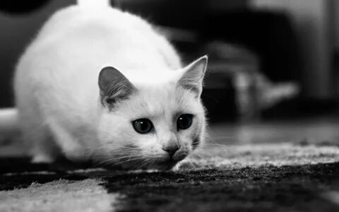 Обои котики черно белые